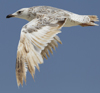 Larus armenicus